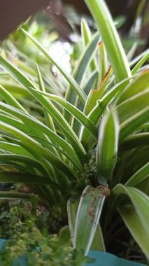 Klorophytum comosum, ayrıca örümcek bitkisi olarak da bilinir, uzun yeşil yapraklar ve beyaz çizgilerle, taze ve kapalı alandaki yeşilliği sembolize eden popüler bir süs bitkisi..