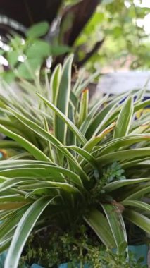 Klorophytum comosum, ayrıca örümcek bitkisi olarak da bilinir, uzun yeşil yapraklar ve beyaz çizgilerle, taze ve kapalı alandaki yeşilliği sembolize eden popüler bir süs bitkisi..