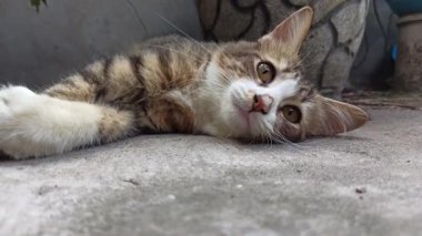 Bahçede açan yosun gülü çiçekleri canlı yaprakları ve narin dokuları gösteriyor. Açık hava süslerine renkli bir cazibe katıyor..