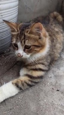 Bahçede açan yosun gülü çiçekleri canlı yaprakları ve narin dokuları gösteriyor. Açık hava süslerine renkli bir cazibe katıyor..