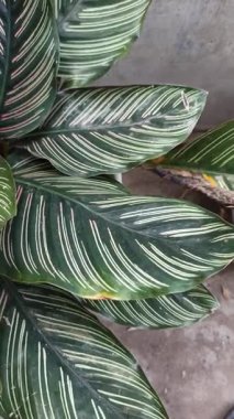Koyu yeşil yaprakları ve pembe çizgileri olan Calathea Ornata, zarif yeşilliği ve tropikal güzelliğiyle bilinen popüler bir iç mekan bitkisi..