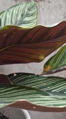 Koyu yeşil yaprakları ve pembe çizgileri olan Calathea Ornata, zarif yeşilliği ve tropikal güzelliğiyle bilinen popüler bir iç mekan bitkisi..