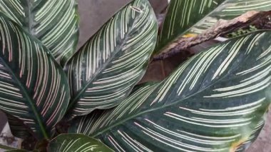 Koyu yeşil yaprakları ve pembe çizgileri olan Calathea Ornata, zarif yeşilliği ve tropikal güzelliğiyle bilinen popüler bir iç mekan bitkisi..