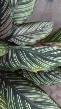 Koyu yeşil yaprakları ve pembe çizgileri olan Calathea Ornata, zarif yeşilliği ve tropikal güzelliğiyle bilinen popüler bir iç mekan bitkisi..