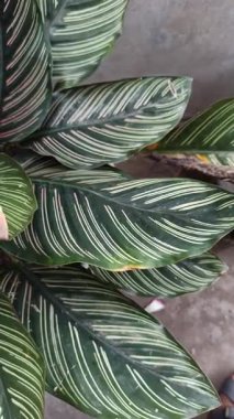 Koyu yeşil yaprakları ve pembe çizgileri olan Calathea Ornata, zarif yeşilliği ve tropikal güzelliğiyle bilinen popüler bir iç mekan bitkisi..