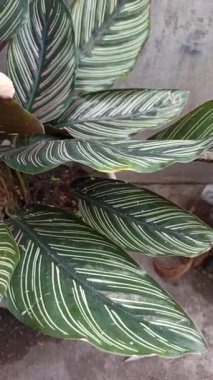 Koyu yeşil yaprakları ve pembe çizgileri olan Calathea Ornata, zarif yeşilliği ve tropikal güzelliğiyle bilinen popüler bir iç mekan bitkisi..