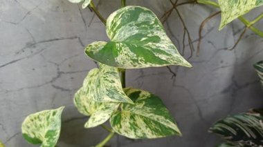 Epipremnum aureum 'Mermer Kraliçe' çarpıcı yeşil ve beyaz yapraklı, popüler bir sarmaşık zarafet ve bereketli tropikal cazibe ekliyor..