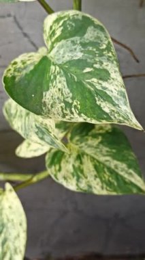 Epipremnum aureum 'Mermer Kraliçe' çarpıcı yeşil ve beyaz yapraklı, popüler bir sarmaşık zarafet ve bereketli tropikal cazibe ekliyor..