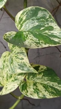 Epipremnum aureum 'Mermer Kraliçe' çarpıcı yeşil ve beyaz yapraklı, popüler bir sarmaşık zarafet ve bereketli tropikal cazibe ekliyor..