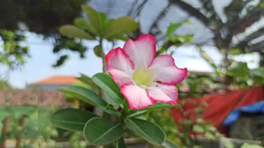 Çarpıcı canlı renklere sahip Frangipani çiçeği zarif taç yaprakları ve zarafet ve cazibeyle büyüleyen tropikal güzellikleri sergiliyor..