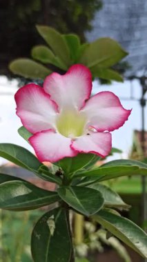 Çarpıcı canlı renklere sahip Frangipani çiçeği zarif taç yaprakları ve zarafet ve cazibeyle büyüleyen tropikal güzellikleri sergiliyor..