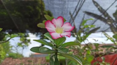 Çarpıcı canlı renklere sahip Frangipani çiçeği zarif taç yaprakları ve zarafet ve cazibeyle büyüleyen tropikal güzellikleri sergiliyor..