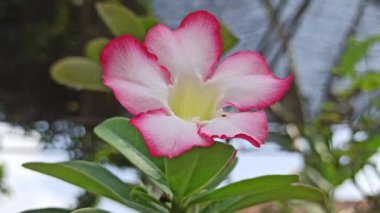 Çarpıcı canlı renklere sahip Frangipani çiçeği zarif taç yaprakları ve zarafet ve cazibeyle büyüleyen tropikal güzellikleri sergiliyor..