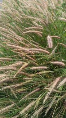 Yumuşak tüylü, genellikle fıskiye otu olarak adlandırılan zarif Pennisetum setaceum otları doğal güzelliği, manzara dekorasyonunu ve süslü bitki cazibesini sembolize eder..