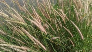 Yumuşak tüylü, genellikle fıskiye otu olarak adlandırılan zarif Pennisetum setaceum otları doğal güzelliği, manzara dekorasyonunu ve süslü bitki cazibesini sembolize eder..