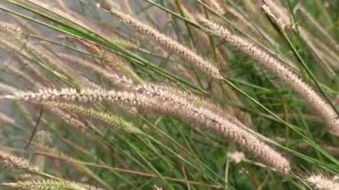 Yumuşak tüylü, genellikle fıskiye otu olarak adlandırılan zarif Pennisetum setaceum otları doğal güzelliği, manzara dekorasyonunu ve süslü bitki cazibesini sembolize eder..