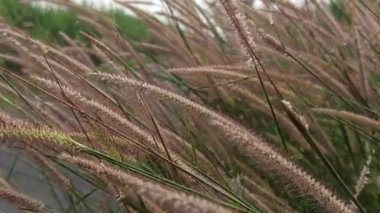 Yumuşak tüylü, genellikle fıskiye otu olarak adlandırılan zarif Pennisetum setaceum otları doğal güzelliği, manzara dekorasyonunu ve süslü bitki cazibesini sembolize eder..