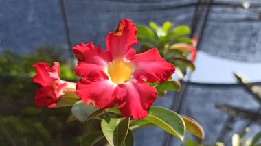 Kırmızı frangipani çiçeği, canlı taç yaprakları ve tropikal güzelliği gösteriyor, doğadaki zarafeti ve egzotik cazibeyi simgeliyor..