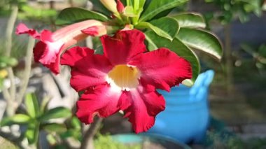 Kırmızı frangipani çiçeği, canlı taç yaprakları ve tropikal güzelliği gösteriyor, doğadaki zarafeti ve egzotik cazibeyi simgeliyor..