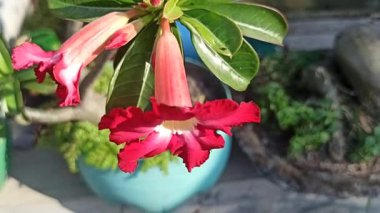 Kırmızı frangipani çiçeği, canlı taç yaprakları ve tropikal güzelliği gösteriyor, doğadaki zarafeti ve egzotik cazibeyi simgeliyor..