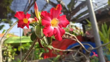 Kırmızı frangipani çiçeği, canlı taç yaprakları ve tropikal güzelliği gösteriyor, doğadaki zarafeti ve egzotik cazibeyi simgeliyor..