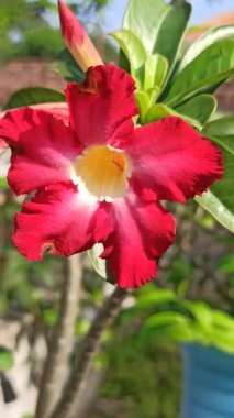 Kırmızı frangipani çiçeği, canlı taç yaprakları ve tropikal güzelliği gösteriyor, doğadaki zarafeti ve egzotik cazibeyi simgeliyor..