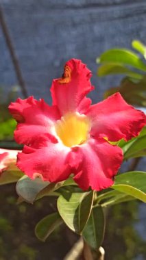 Kırmızı frangipani çiçeği, canlı taç yaprakları ve tropikal güzelliği gösteriyor, doğadaki zarafeti ve egzotik cazibeyi simgeliyor..