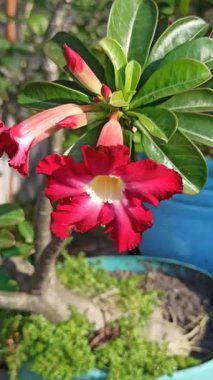 Kırmızı frangipani çiçeği, canlı taç yaprakları ve tropikal güzelliği gösteriyor, doğadaki zarafeti ve egzotik cazibeyi simgeliyor..