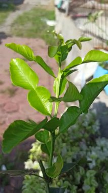 Taze yeşil narenciye yaprakları yemek pişirmede sıklıkla kullanılır, geleneksel yemeklere koku ve tat katar, doğal baharatı ve aşçılık bitkilerini sembolize eder..