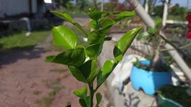 Taze yeşil narenciye yaprakları yemek pişirmede sıklıkla kullanılır, geleneksel yemeklere koku ve tat katar, doğal baharatı ve aşçılık bitkilerini sembolize eder..