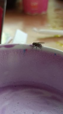 Bir sineğin su bardağına tünemesi hijyen sorunlarını, yiyecek güvenliği risklerini ve içecek yakınlarındaki böceklerin varlığını sembolize eder..