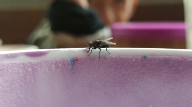 Bir sineğin su bardağına tünemesi hijyen sorunlarını, yiyecek güvenliği risklerini ve içecek yakınlarındaki böceklerin varlığını sembolize eder..