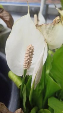 Zarif beyaz spatulası ve sarı spadiksi olan barış çiçekleri, saflığı, sükuneti ve doğal güzelliği sembolize eder..