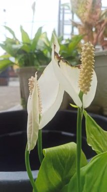 Zarif beyaz spatulası ve sarı spadiksi olan barış çiçekleri, saflığı, sükuneti ve doğal güzelliği sembolize eder..