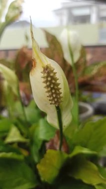 Zarif beyaz spatulası ve sarı spadiksi olan barış çiçekleri, saflığı, sükuneti ve doğal güzelliği sembolize eder..