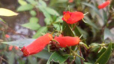 Gün batımı Gloxinia çiçeği, canlı turuncu-kırmızı taç yaprakları ve narin dokuları ve tropikal süslemeli güzellikleri gösterir..