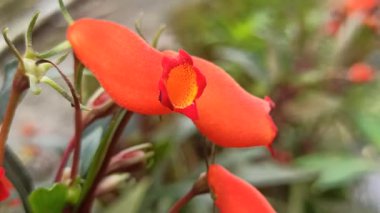Gün batımı Gloxinia çiçeği, canlı turuncu-kırmızı taç yaprakları ve narin dokuları ve tropikal süslemeli güzellikleri gösterir..