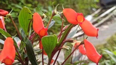 Gün batımı Gloxinia çiçeği, canlı turuncu-kırmızı taç yaprakları ve narin dokuları ve tropikal süslemeli güzellikleri gösterir..