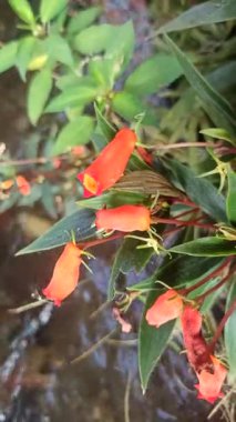 Gün batımı Gloxinia çiçeği, canlı turuncu-kırmızı taç yaprakları ve narin dokuları ve tropikal süslemeli güzellikleri gösterir..