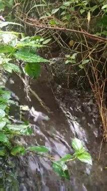 Tarım alanlarında akan su akışı, sulama için gerekli, tarım yaşamını, kırsal araziyi ve sürdürülebilir tarımı sembolize ediyor.