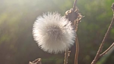 Bir karahindiba çiçeğinin yakınında narin beyaz tohumlar, doğayı, özgürlüğü ve doğal dünyadaki kısacık anların güzelliğini sembolize eder..
