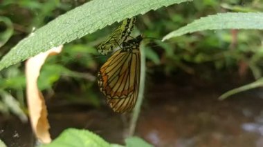 Kozasından çıkan kelebek, doğadaki başkalaşımın güzelliği ve açılıp saçılan hassas kanatlarını gösteriyor..