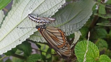 Kozasından çıkan kelebek, doğadaki başkalaşımın güzelliği ve açılıp saçılan hassas kanatlarını gösteriyor..