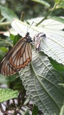 Kozasından çıkan kelebek, doğadaki başkalaşımın güzelliği ve açılıp saçılan hassas kanatlarını gösteriyor..