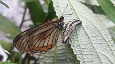 Kozasından çıkan kelebek, doğadaki başkalaşımın güzelliği ve açılıp saçılan hassas kanatlarını gösteriyor..
