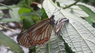 Kozasından çıkan kelebek, doğadaki başkalaşımın güzelliği ve açılıp saçılan hassas kanatlarını gösteriyor..