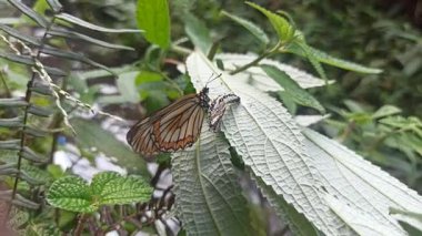 Kozasından çıkan kelebek, doğadaki başkalaşımın güzelliği ve açılıp saçılan hassas kanatlarını gösteriyor..