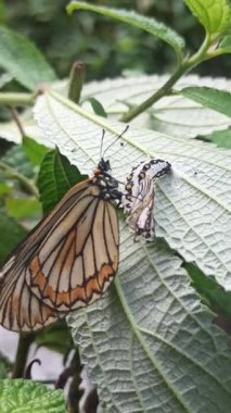 Kozasından çıkan kelebek, doğadaki başkalaşımın güzelliği ve açılıp saçılan hassas kanatlarını gösteriyor..