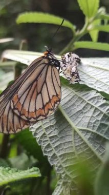 Kozasından çıkan kelebek, doğadaki başkalaşımın güzelliği ve açılıp saçılan hassas kanatlarını gösteriyor..