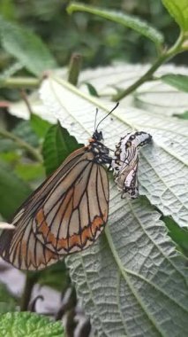 Kozasından çıkan kelebek, doğadaki başkalaşımın güzelliği ve açılıp saçılan hassas kanatlarını gösteriyor..